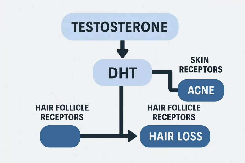 A simple flowchart showing Testosterone converting to DHT and binding to receptors in skin (causing acne) and hair follicles (causing hair loss).