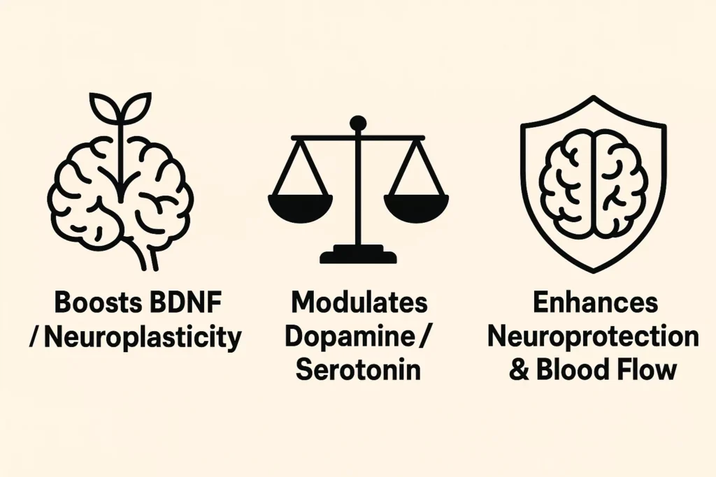 Infographic showing Semax's three core actions: boosting BDNF, balancing neurotransmitters, and providing neuroprotection.