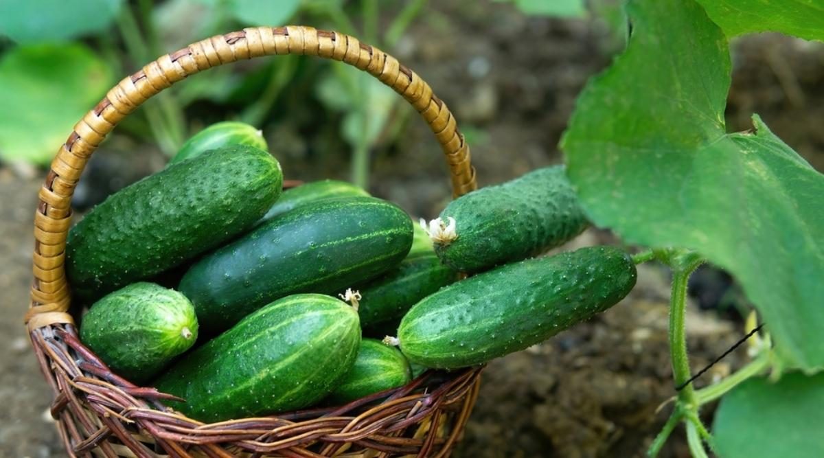 Health-Benefits-of-Cucumber