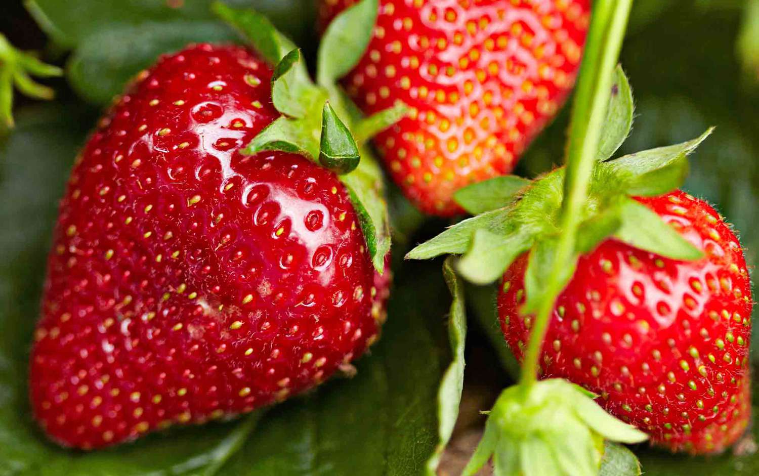 Health-Benefits-of-Strawberries